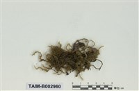 藏品(蔓苔科)的圖片